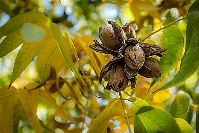 Vyöhykkeen 9 pähkinäpuut: Mitkä pähkinäpuut kasvavat vyöhykkeen 9 alueilla