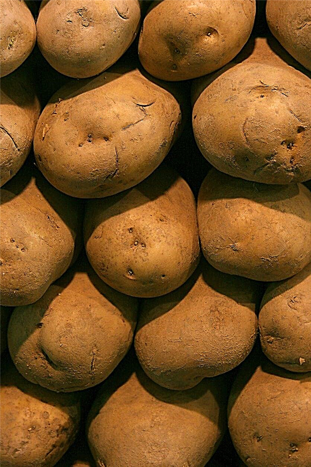 O que é uma batata irlandesa - Aprenda sobre a história das batatas irlandesas