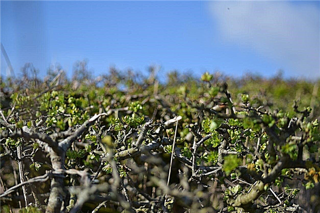 Hawthorn Hedge Transplanting - Como transplantar um Hawthorn Hedge