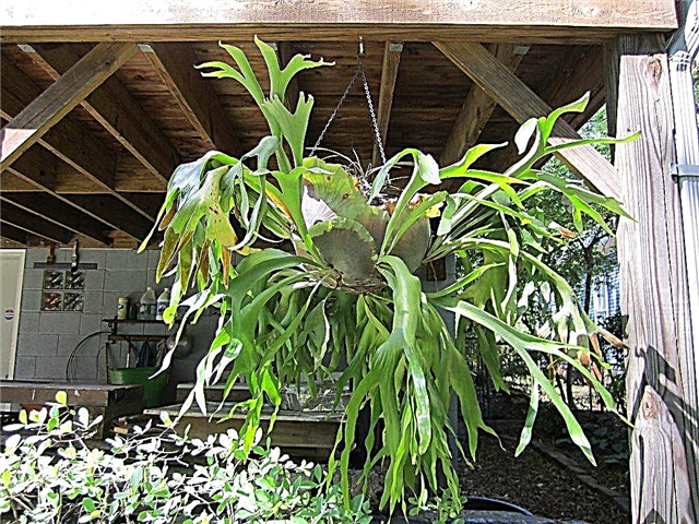 Plante cu bretele înlănțuite: susținerea unei bârne Staghorn cu un lanț