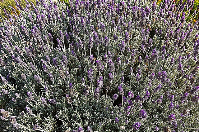 Lavendli tüübid: erinevus prantsuse ja inglise lavendli vahel