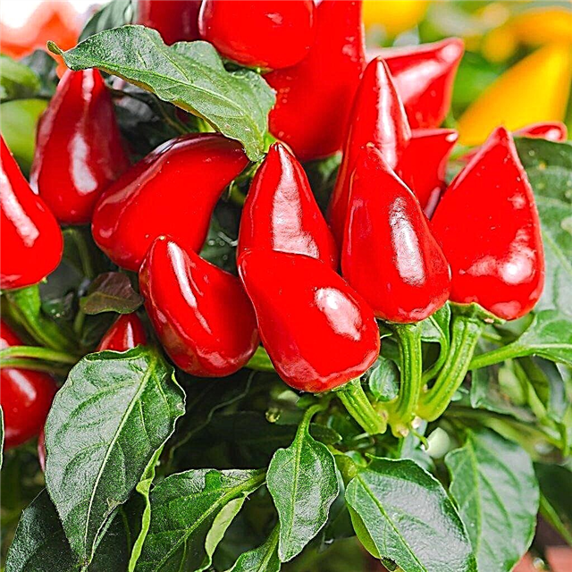 Φυσικό εντομοαπωθητικό: Κάνετε τις καυτές πιπεριές να αποτρέψουν τα παράσιτα στον κήπο