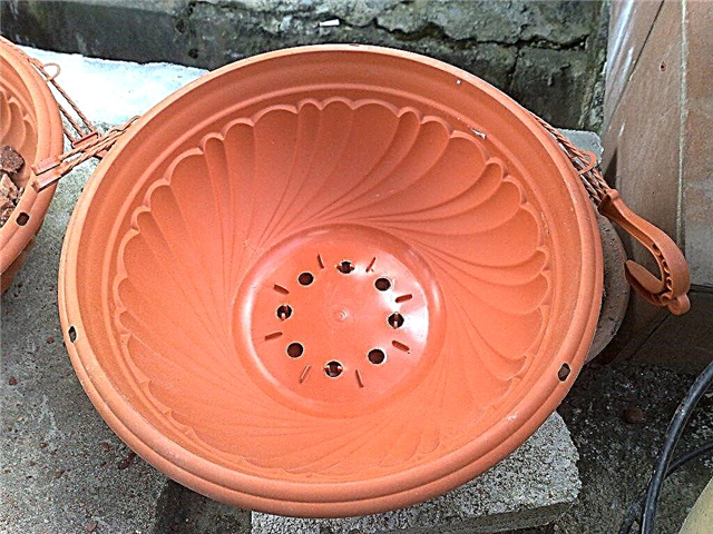 Waarom zijn drainagegaten belangrijk: hebben potten drainagegaten nodig?