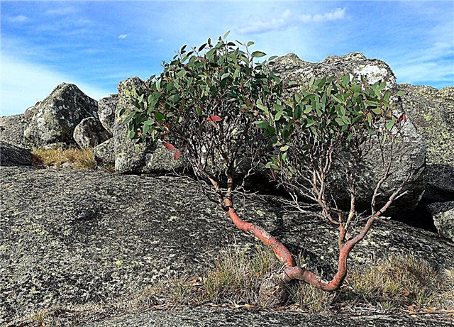 Kaj je evkaliptus Pauciflora - Kako gojiti snežni gumi evkaliptus
