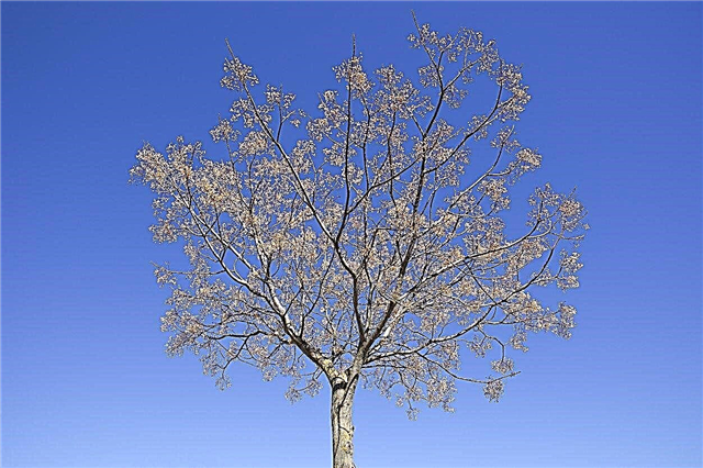 Informação da árvore do grânulo - pontas para o controle de Chinaberry nas paisagens