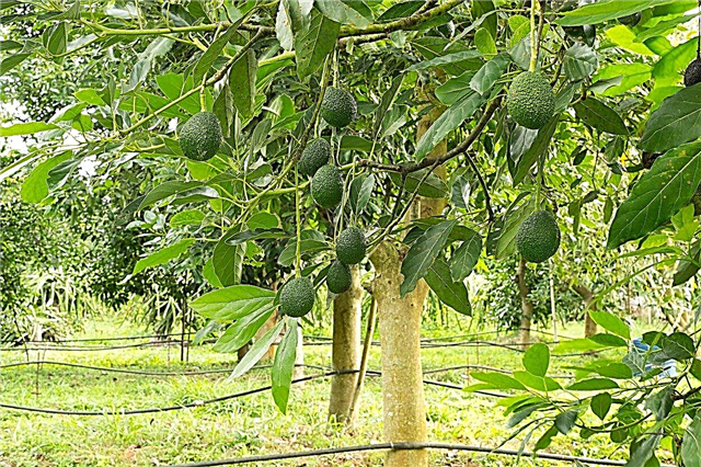 Avocado di zona 9: consigli per coltivare avocado in zona 9