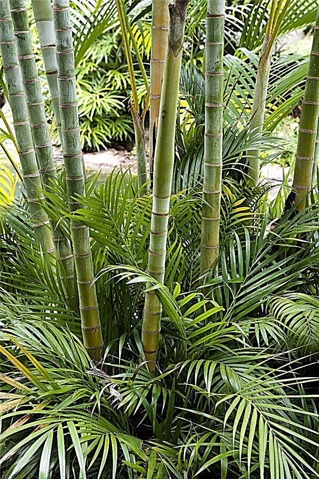 9. tsooni bambusordid - kasvavad bambusetaimed 9. tsoonis