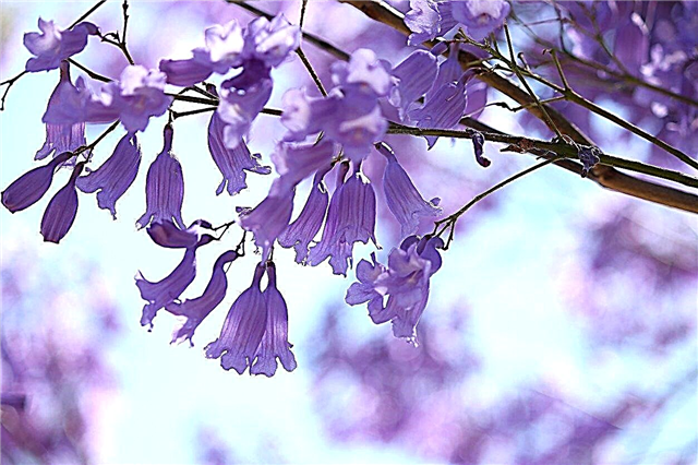 Arborele Jacaranda nu înflorește: sfaturi pentru a face o floare de Jacaranda