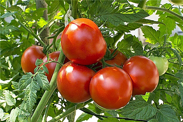 Informace o rajčatech v polovině sezóny - tipy pro pěstování hlavních rostlin rostlin rajčete