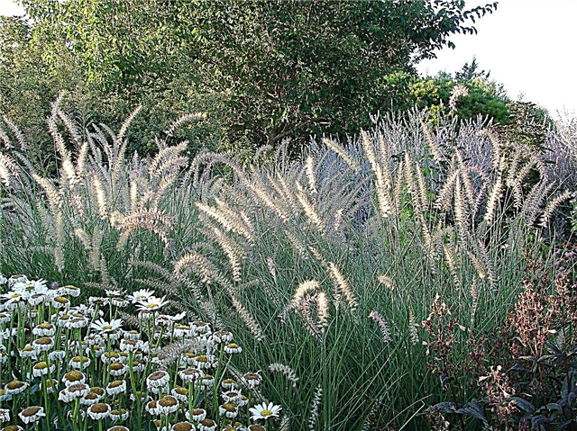 8. tsooni dekoratiivsed rohud - dekoratiivse rohu kasvatamine 8. tsooni aedades