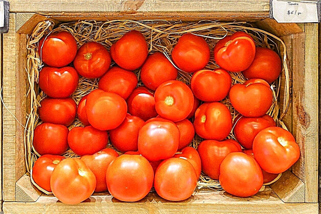 أفضل طماطم تخزين: كيف تنمو طماطم الحارس الطويلة
