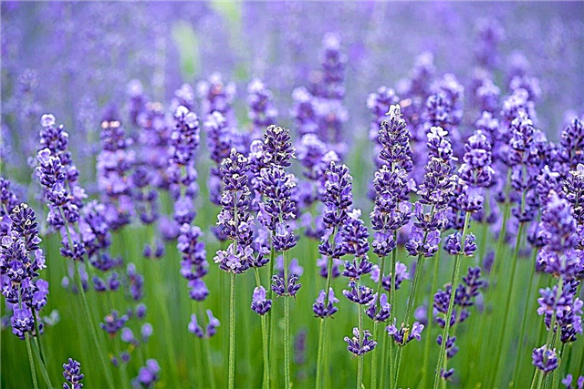 Wachsender Lavendel in Zone 9 - Beste Lavendelsorten für Zone 9