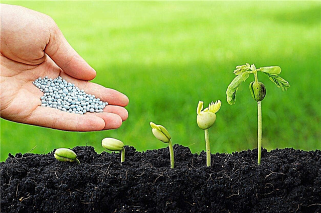 Alimentar las plántulas: ¿debo fertilizar las plántulas?