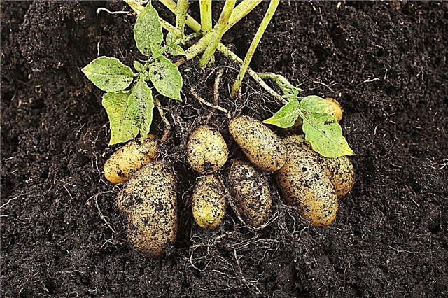 Kartoffelsorten mit heißem Wetter: Tipps für den Kartoffelanbau in Zone 9