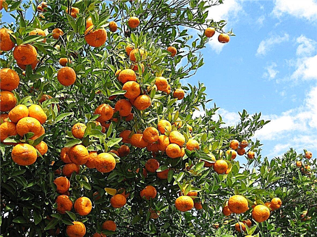 Zona 9 Portocalii: Cum să crească portocalele în Zona 9