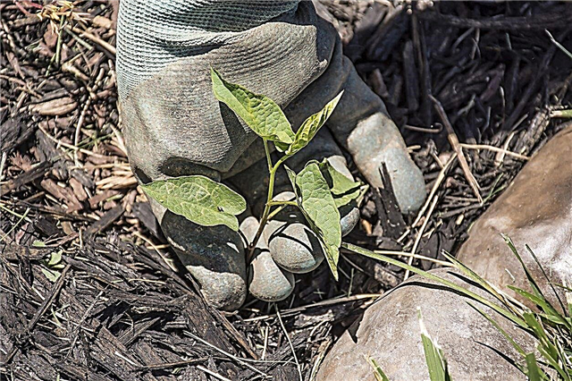 Mulch Weed Control - Dicas sobre como se livrar do crescimento de ervas daninhas no Mulch