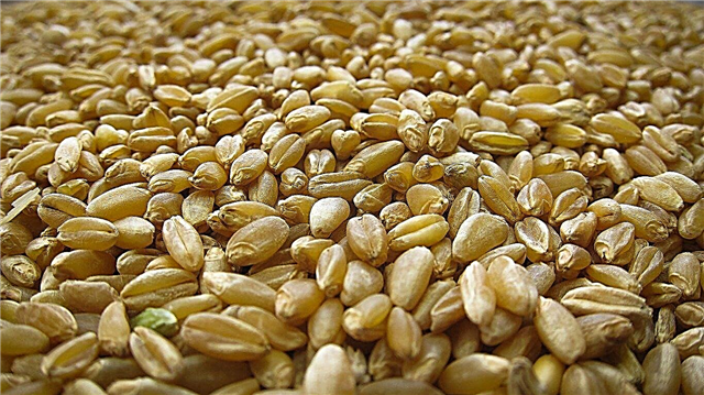 Podatki o pšenici Durum: Nasveti za gojenje pšenice Durum doma