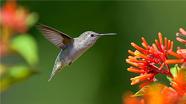 Plantes de colibris pour la zone 9 - Cultiver des jardins de colibris dans la zone 9