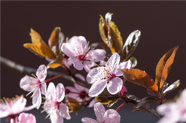 Informations sur le prunier cerisier - Qu'est-ce qu'un prunier cerisier