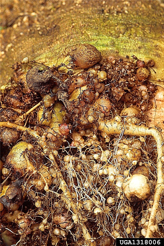 Nematóide do nó de raiz em beterrabas: Como tratar o nemátodo do nó de raiz em beterrabas