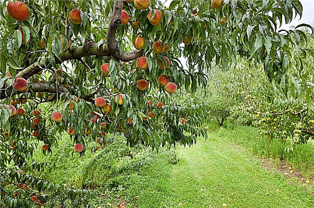 ต้นไม้ผลไม้สำหรับโซน 8 - ต้นไม้ผลไม้อะไรเติบโตในโซน 8