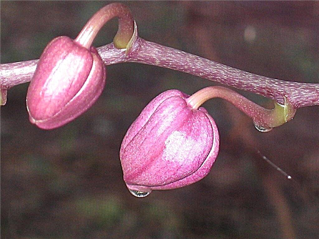 Ce este Orchid Bud Bud - Ce provoacă orhideele să arunce mugurii