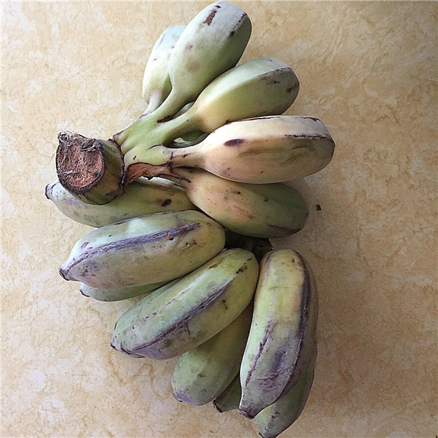 Thai bananfrukt - hvordan dyrke thai banantrær
