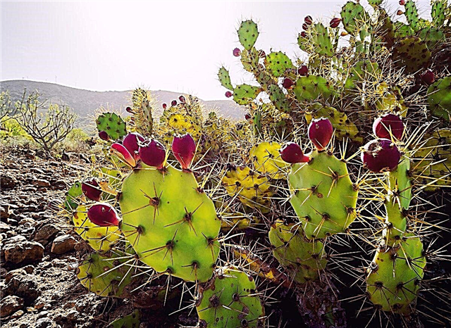 Cactus in crescita nella zona 9 - I migliori cactus per i giardini della zona 9