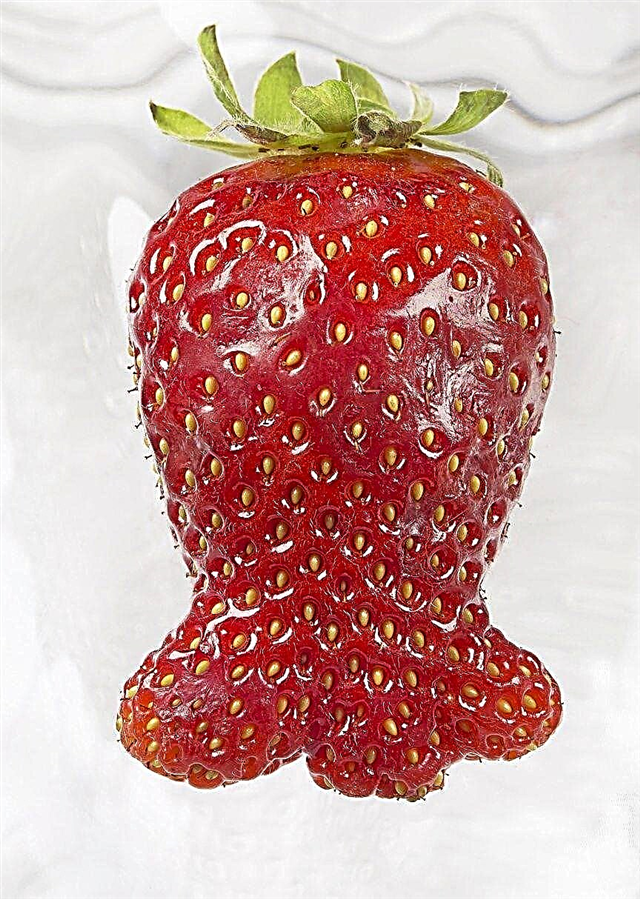 Misshapen Φράουλες: Τι προκαλεί παραμορφωμένες φράουλες