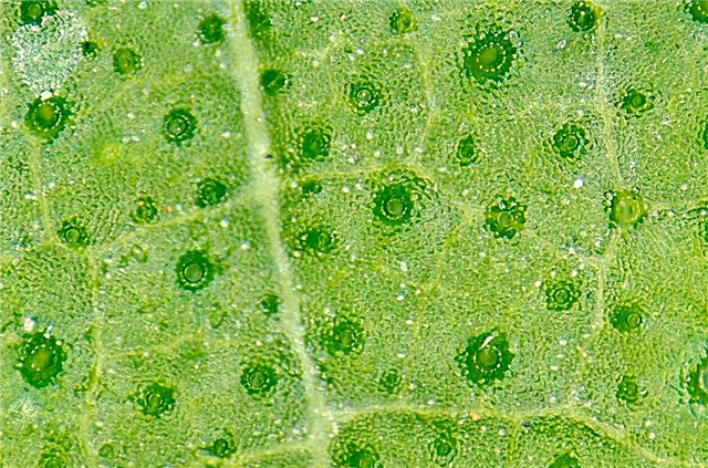 Que sont les stomates: les pores des plantes stomates et leur fonctionnement