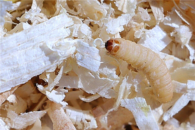 Plagas en vermicompost: qué hacer para vermicompost con gusanos