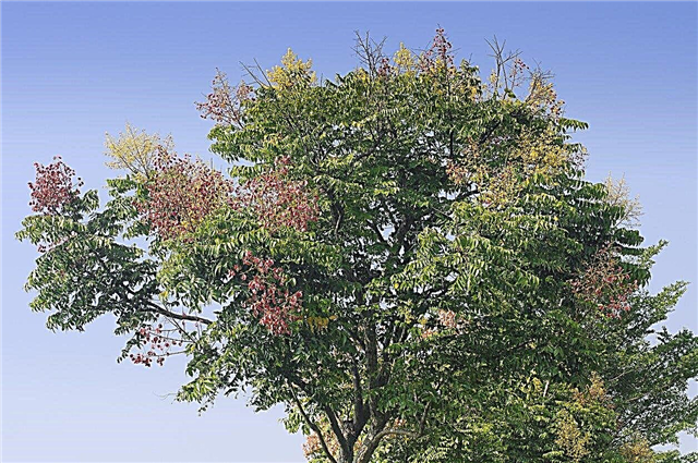Zona 8 stabla za suha tla - što drveće u zoni 8 može podnijeti sušu