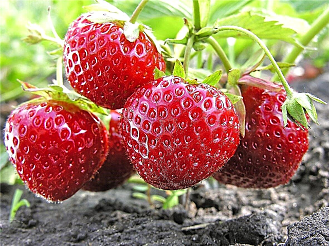 Erdbeerpflanzen der Zone 9: Auswahl von Erdbeeren für das Klima der Zone 9