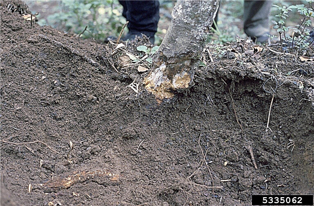 Лечение на корени от гниене на Armillaria: Причини за поява на корени от гниене на Armillaria на ябълкови дървета
