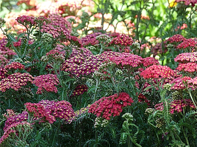 Φυτά Ζώνης Καλλιέργειας 8 σε Ξηρούς Κήπους - Φυτά Ανοχής Ξηρασίας για τη Ζώνη 8