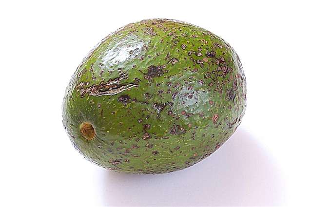 Leczenie antraknozy z awokado: co zrobić z antraknozą owoców awokado