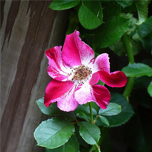 Zone 8 Climbing Roses: aprenda sobre las rosas que trepan en la zona 8