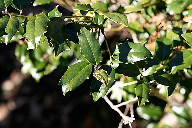 Hvad er Blue Holly - Tip til dyrkning af Meserve Blue Hollies