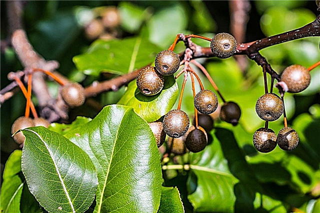 Was ist eine Callery Pear? Informationen zum Anbau von Callery Pear-Bäumen