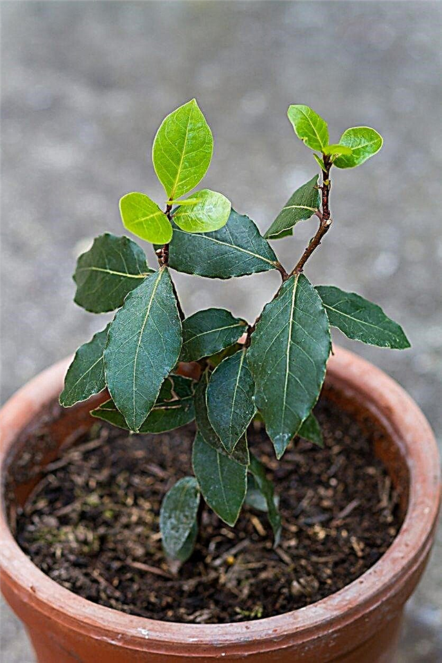 Bay Laurel In A Container - Omsorg for containere Voksne Bay Trees