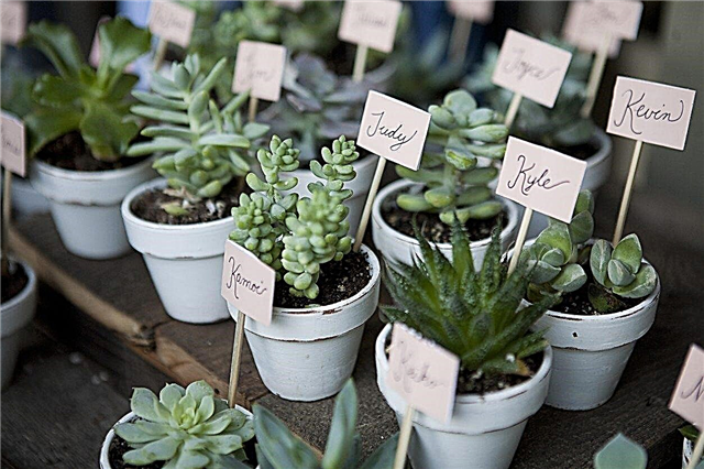 Green Wedding Ideas: Groeiende planten voor huwelijksgunsten