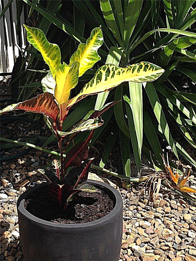 Listy Crotonu miznú - Prečo stráca moja Croton svoju farbu