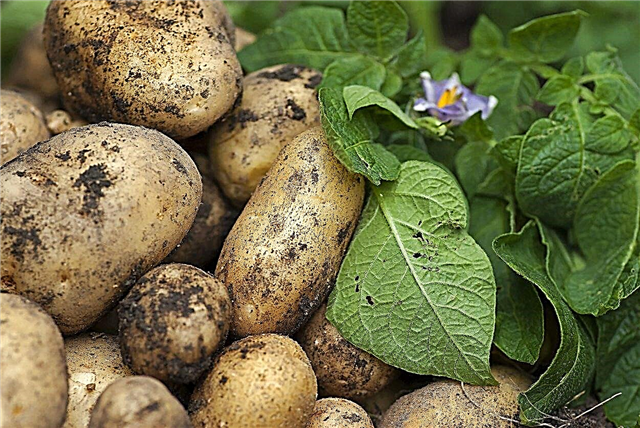 زراعة البطاطس في المنطقة 8: كيفية العناية بالبطاطس في المنطقة 8