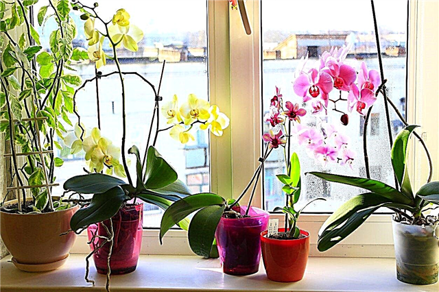 Types de pots pour orchidées - Existe-t-il des conteneurs spéciaux pour les plantes d'orchidées