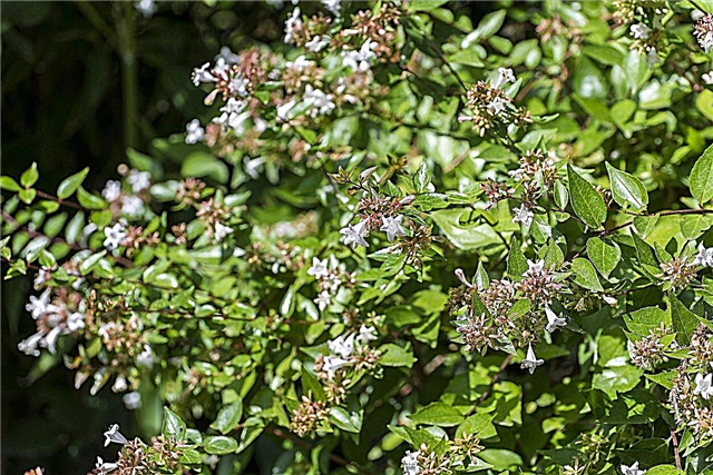 Shade Plants For Zone 8: Growing Shade Tolerant Evergreens In Zone 8 Gardens