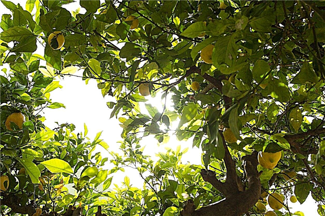 No Flowers On Lemon Tree - Tips Untuk Mendapatkan Lemon Trees To Bloom