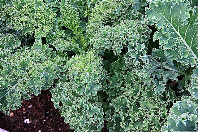 Зона 8 Kale Растения: Избор на Kale за зона 8 градини