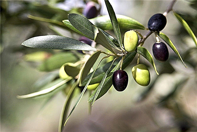 8. tsooni oliivipuud: kas oliivid võivad kasvada 8. tsooni aedades