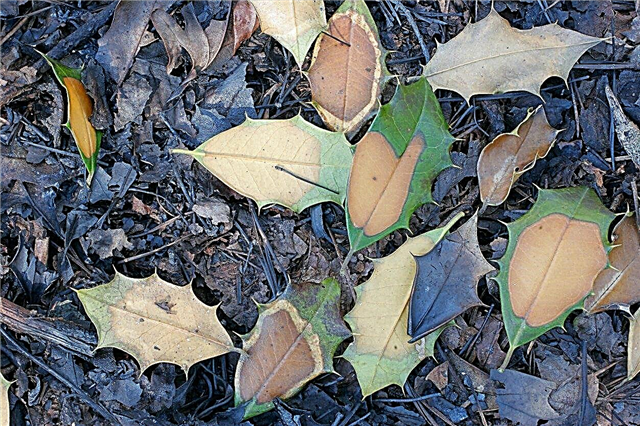 Perte de feuilles de houx au printemps: en savoir plus sur la perte de feuilles de houx au printemps