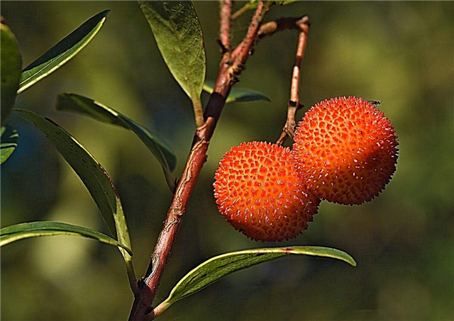 Strawberry Tree Care: Cómo hacer crecer un árbol de fresa